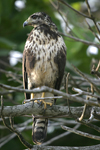 Common Black-Hawk    