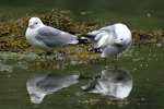 Common Gull    Larus canus 