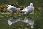 Common Gull    Larus canus 