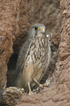 Common Kestrel   Falco tinnunculus