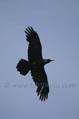     Corvus corax