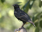 Common Starling   