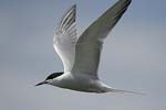 Common Tern   