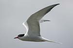 Common Tern   Sterna hirundo