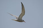 Common Tern   