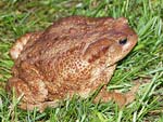 Common Toad   Bufo bufo