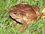 Common Toad   Bufo bufo