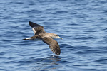 Cory's Shearwater   Calonectris diomedea