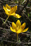 Golden Crocus    Crocus chrysanthus