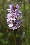 Heath Spotted Orchid    