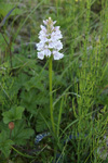 Heath Spotted Orchid    Dactylorhiza maculata maculata 