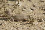 Desert Agama   Trapelus pallidus