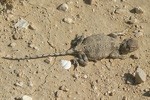 Desert Agama   Trapelus pallidus