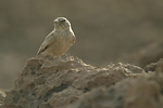 Desert Lark   Ammomanes deserti isabellinus