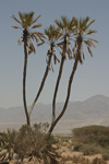 Doum Palm   Hyphaene thebaica