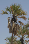 Doum Palm   