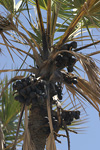 Doum Palm   