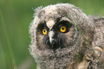 Long-eared Owl   