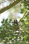 Long-eared Owl   Asio otus