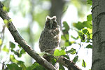 Long-eared Owl   