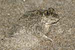 Eastern Spadefoot Toad   