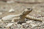 Egyptian Spiny-tailed Lizard   