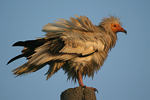 Egyptian Vulture   Neophron percnopterus