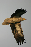 Egyptian Vulture    Neophron percnopterus