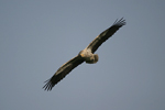 Egyptian Vulture    Neophron percnopterus