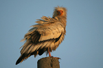 Egyptian Vulture   Neophron percnopterus