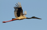 Black-necked Stork    