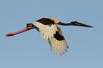 Black-necked Stork    Ephippiorhynchus asiaticus