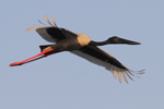 Black-necked Stork    Ephippiorhynchus asiaticus