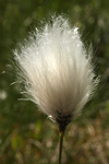 Cottongrass    Eriophorum sp. 