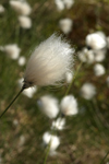 Cottongrass    Eriophorum sp. 