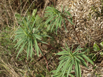 Tree Spurge    Euphorbia dendroides