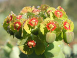     Euphorbia myrsinites 