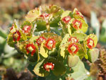 Myrtle Spurge   Euphorbia myrsinites