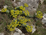 Myrtle Spurge    Euphorbia myrsinites 