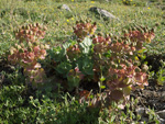 Myrtle Spurge    Euphorbia myrsinites 