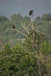 Eurasian Black Vulture    