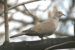 Eurasian Collared Dove   Streptopelia decaocto