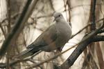 Eurasian Collared Dove   