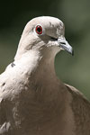 Eurasian Collared Dove   