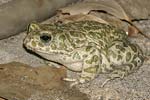 European Green Toad   Bufo viridis