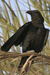 Fan-tailed Raven   Corvus rhipidurus