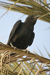 Fan-tailed Raven   Corvus rhipidurus