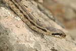 Four-lined Snake   
