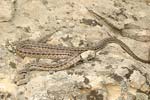 Four-lined Snake   Elaphe quatuorlineata