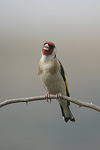 Goldfinch   Carduelis cardulis